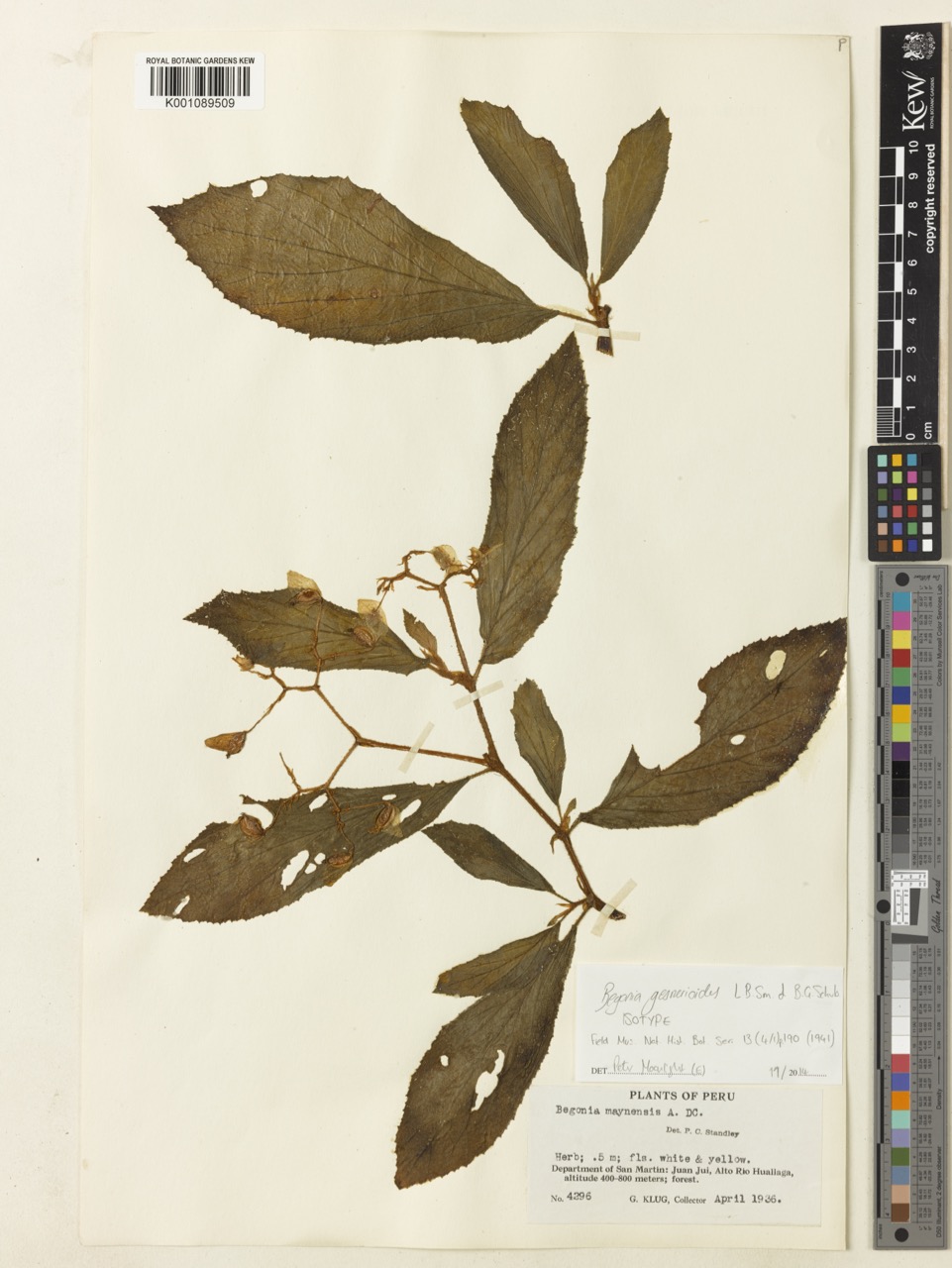 B. gesnerioides